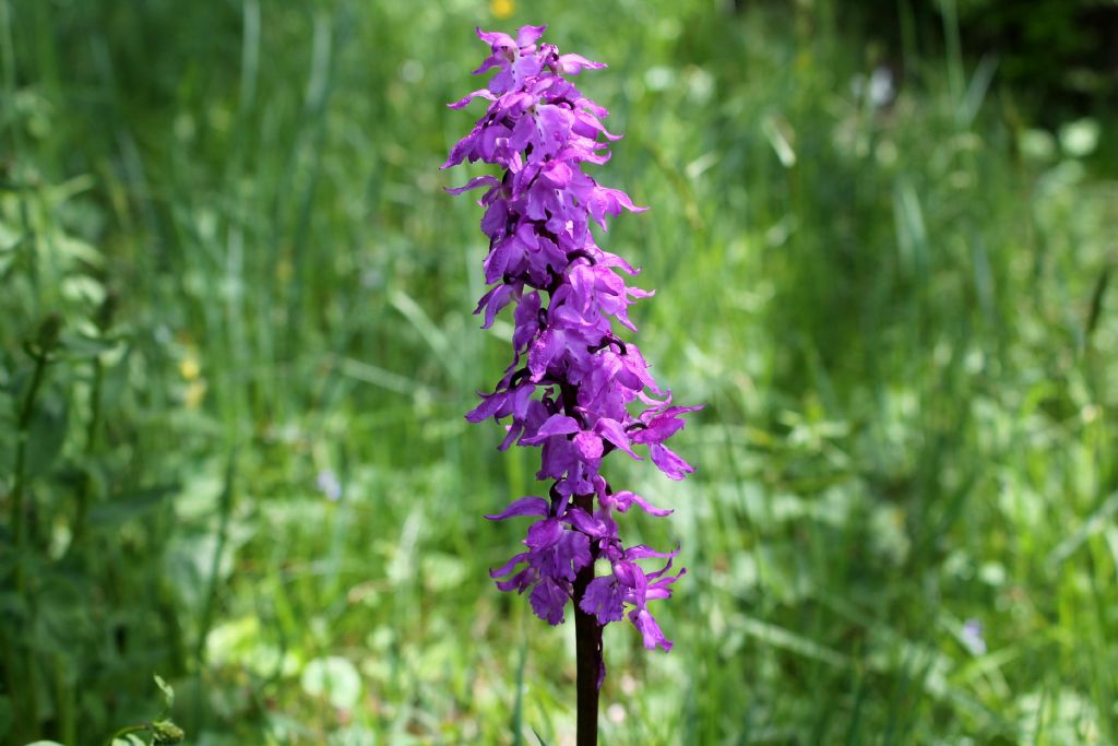 Orchis mascula